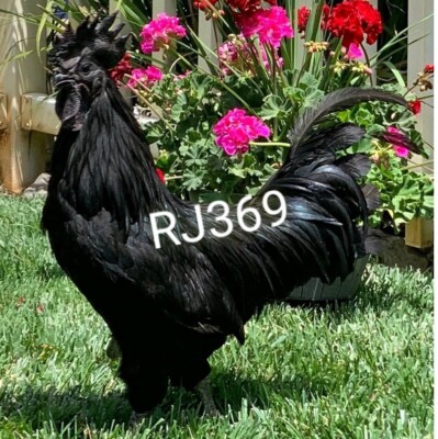   Worlds Most Expensive Bird Pure Ayam Cemani Fertile Hatching Egg Totally Black