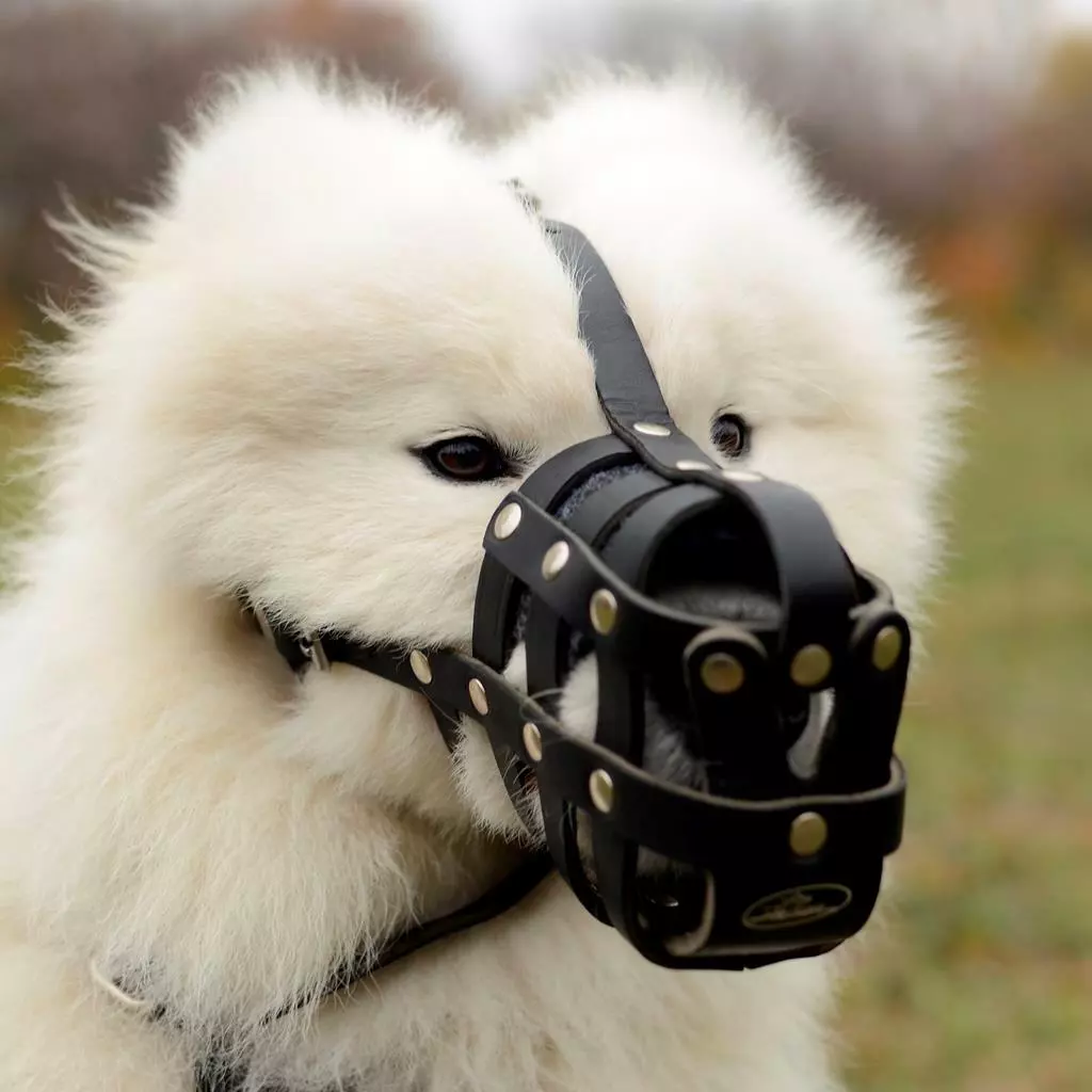 Best collar hotsell for samoyed