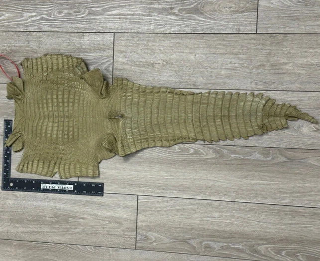 Oliva Genuino Caimán Cocodrilo Vientre Piel Cuero Piel Caimán Real Cocodrilo 428 Foto 2 de 4