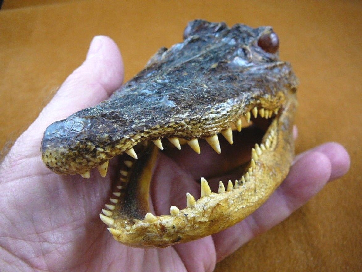 Gator Def (G-Def-153) 5-1/8