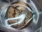 1941 S Mercury Dime AU