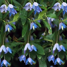 Sollya Heterophylla Bluebell Creeper Evergreen Perennial Flowering Climber Shrub