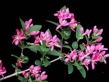 50 Tatarian Asian HONEYSUCKLE Lonicera Tatarica Pink Flower Shrub Bush Seeds