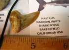 3.4inch MEGALODON 1.4in SANDTIGER .96in OTODUS 2.1inSABERTOOTH 1.3 HASTALIS #034 — photo 5