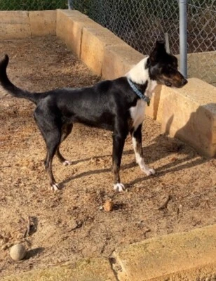 Kelpie In Western Australia Pets Gumtree Australia Free Local Classifieds