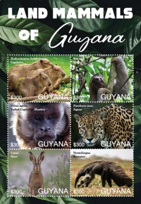 Footprint Guyana%ｶﾝﾏ% Guyane &amp; Suriname (Footprint Handbooks) Future oil growth likely centered in Guyana-Suriname