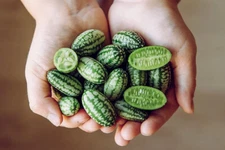 Cucamelon (Mexican Sour Gherkin): 20 Seeds