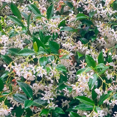 100 Star Jasmine Seeds Climbing Vine Fragrant Flower Cold Hardy