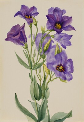 Mary Vaux Walcott : ''Eustoma russelianum'' (early 1930s)   Giclee Fine Art Print