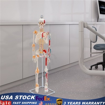 34'' Half Life Size Human Skeleton Model For Doctors' Office or Anatomy Classroom