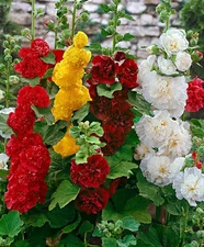 - 50+ Seeds Hollyhock Double - Flower Mix