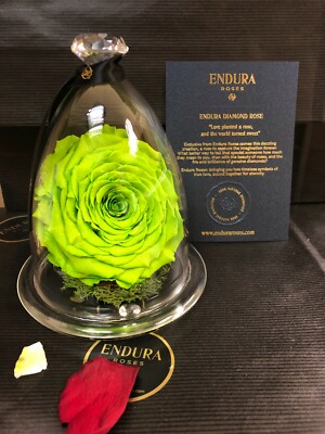 Hope Diamond von Endura Rosen 100% natürlich konserviert haltbar