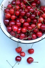 10 Cherry Tree Seeds