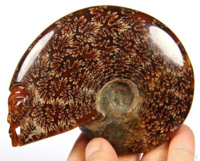 3.7'' Ammonite Fossil Carved Crystal Star Being, Female Alien