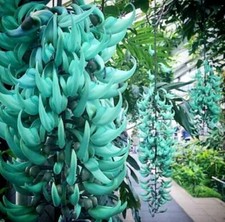 Rare Jade Heirloom Jade Vine Seeds ~ Strongylodon Macrobotrys ~
