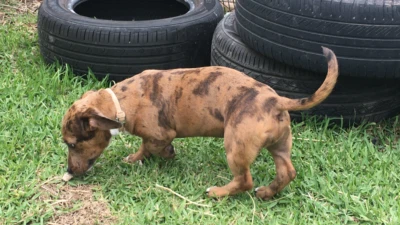 staffy dachshund mix