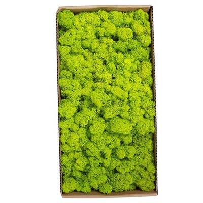 500g Real Preserved Moss Wall Decor Special Craft For Home BAK