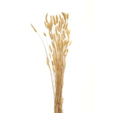 Hill Interiors Bunny Tail Dried PlantOne Size Natural  HI4784