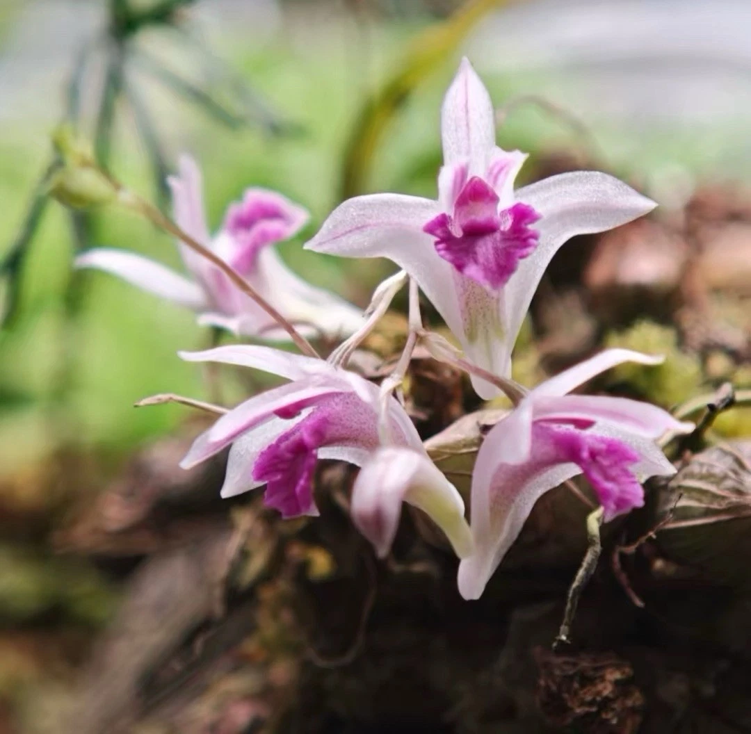Dendrobium garrettii Rare Thai Species Orchid Large Established Blooming Size
Opens in a new window 