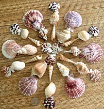 BEAUTIFUL MEDLEY OF 33 MEDIUM TO LRG. MEDIUM SEA SHELLS 1-1/2" to 3" TALL