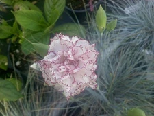 Carnation Seeds Raspberry Ripple Carnation 50 Seeds GARDEN STARTS