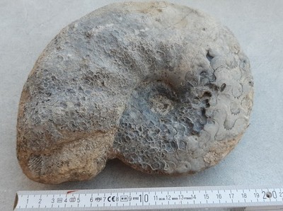 Ceratit, Ceratites, Trias, Muschelkalk, Würzburg, Deutschland