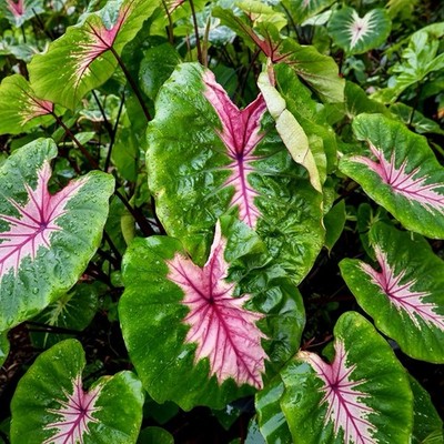 Colocasia Black Magic Seeds ~ Black Elephant Ear Plant ~Taro~Rare Exotic  Plants | eBay