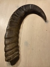 Horn Sheath  (Cow Or Ox Or Water Buffalo) - antique/decoration - animal part
