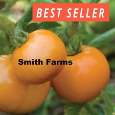 50 Seeds Sweet Tangerine Tomato Hybrid Juicy Easy to Grow Vegetable Garden