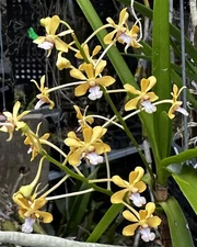 BENCH SALE - LOVELY SE ASIA SMALL VANDA ORCHID SPECIES testacea BS MOUNTED!