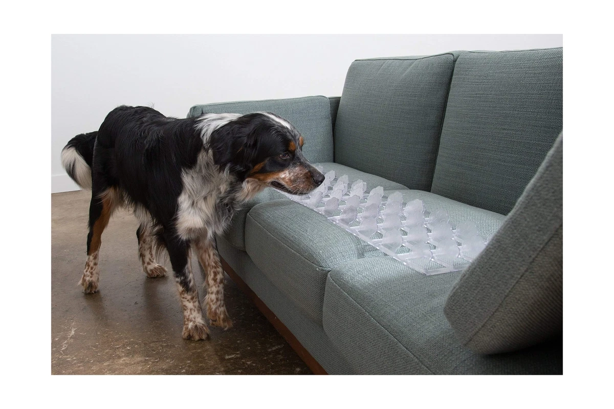 What To Use To Keep Dogs Off Furniture
