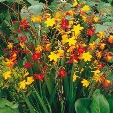 Crocosmia Mixed Color Flower Bulbs for Planting - Easy to Grow, Amazing Color