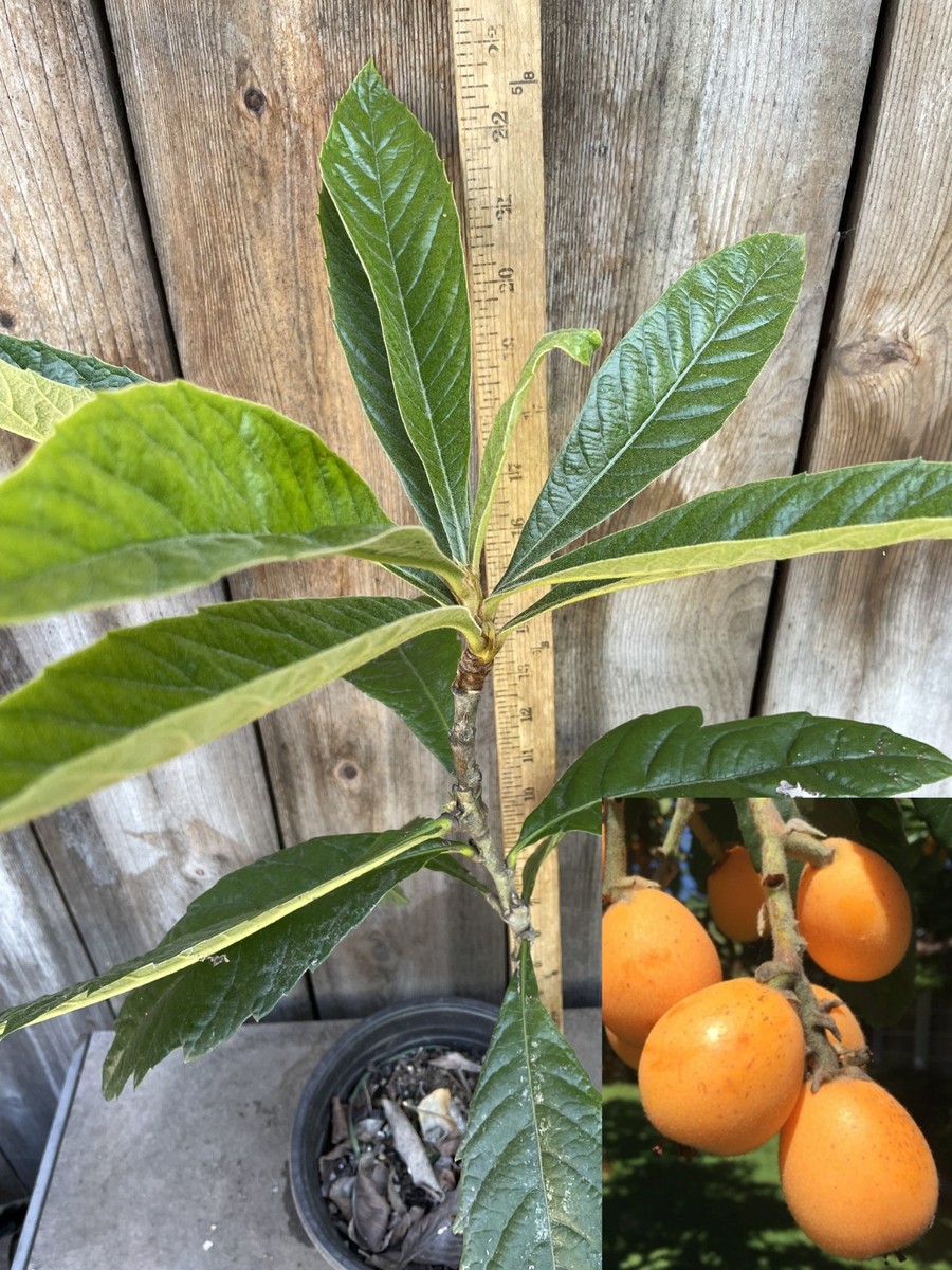 Mini Loquat Tree Loquat Fruit Tree