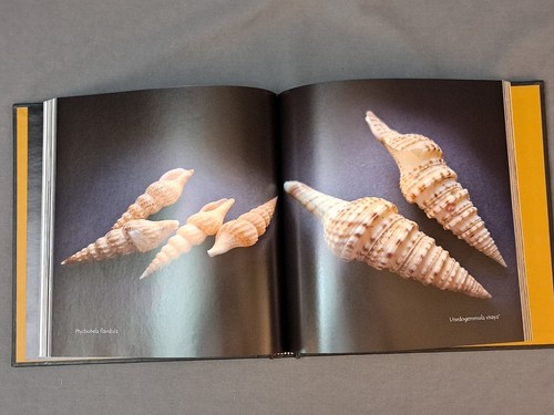 Images Philippine Seashells Land Snails Antonio Sambrano Racela Jr Book HC DJ - Picture 6 of 7