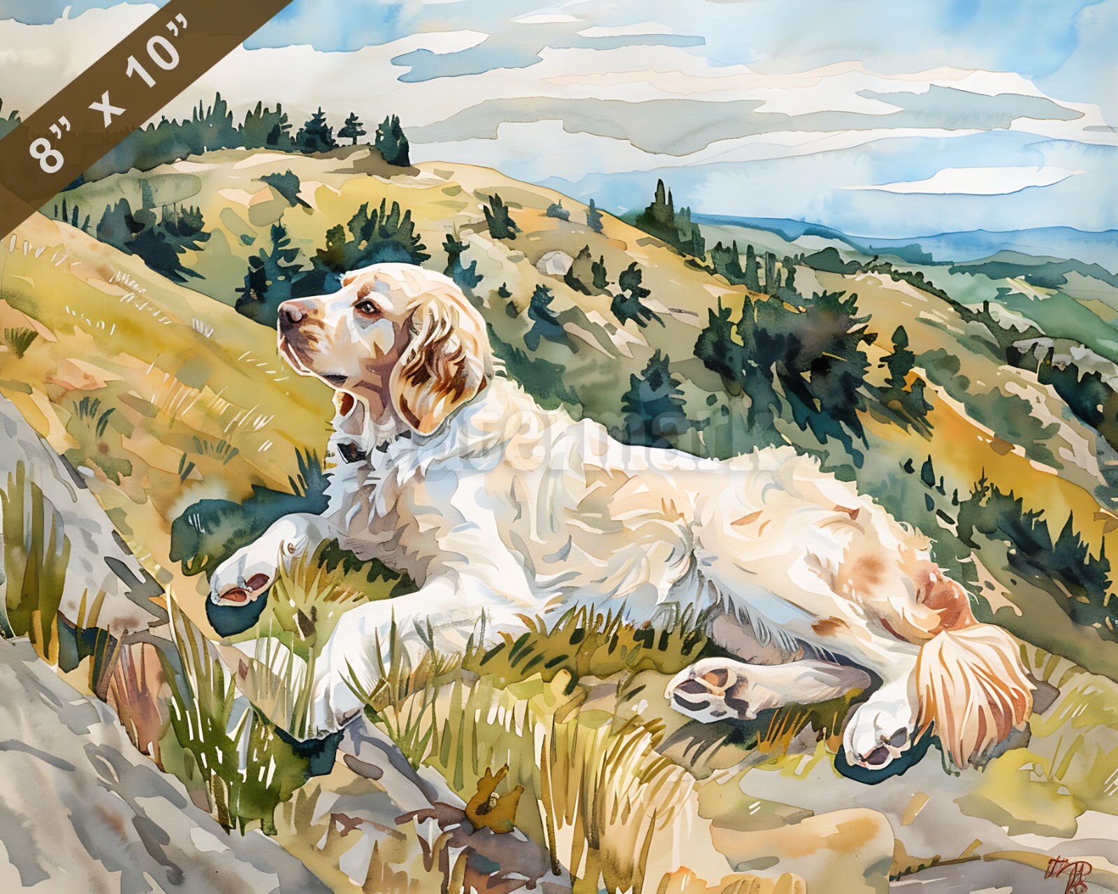 Clumber Spaniel watercolor painting by a peaceful hillsi 8x10 Print