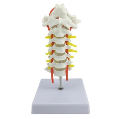Professional Neck Anatomy Model for Patient Consultation and Classroom Use