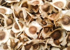 3 Bags - Angel Brand Moringa Seeds Semillas de Moringa oleifera Pepa Malunggay 