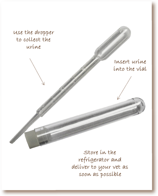 Katkor Urine Sampling Kit 6 Pack Non Absorbant Cat Litter for sale