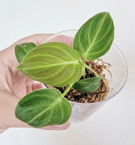 Philodendron Melanochrysum Rooted Velvet Aroid