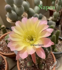 NAPAEA Echinopsis Schick Hybrids Rooted Pup Cactus Succulents