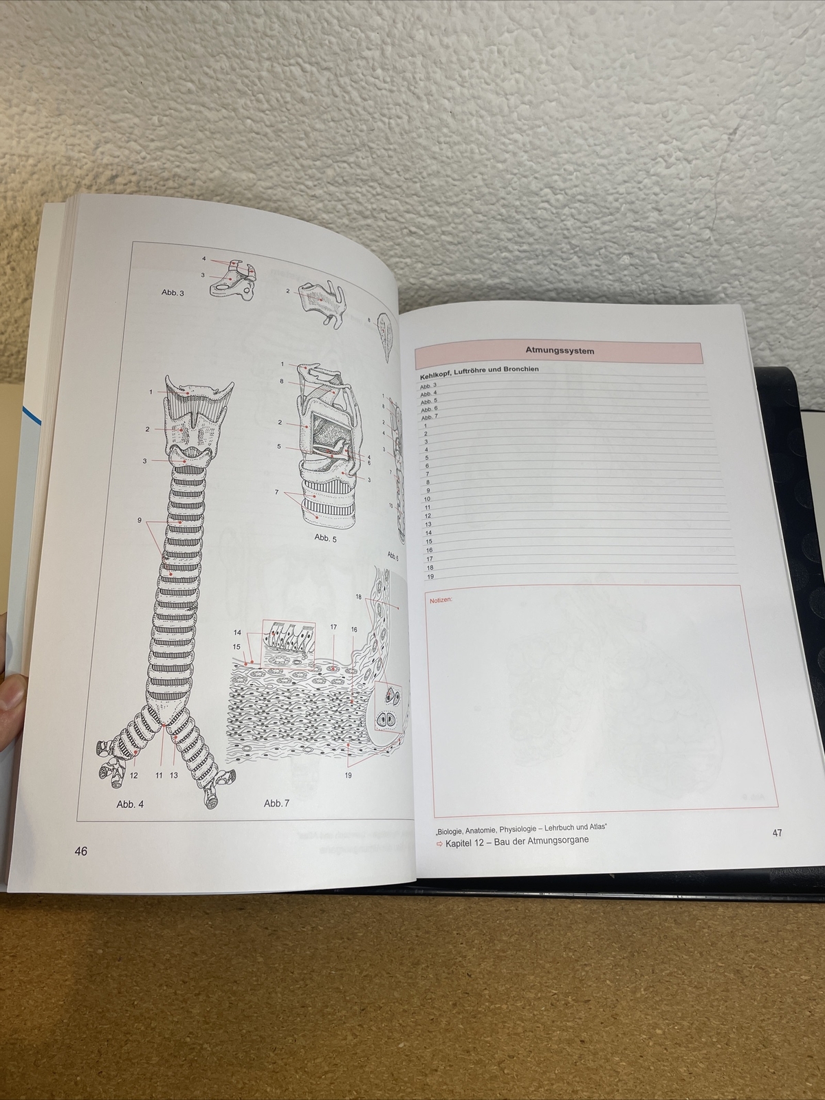 Thumbnail - Anatomie Zeichenblätter