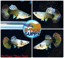 FEMALE ONLY x2 - Live Aquarium Guppy Fish High Quality - Red Dragon BDS