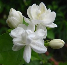 200 Climbing Jasmine Flower Seeds for Planting Fragrant Plant Seeds NonGMO G...