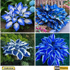 Hosta Seeds Blue and Black 300 Seeds ,Hosta Seeds Blue Perennial for Planting