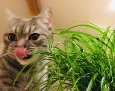 Katzengras Vitamine f&uuml;r Katzen Gr&uuml;nfutter Gras Verdauungshilfe Saatgut Samen