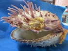 vintage spondylus, thorny oyster. Collectible Natural Specimen Sea Shell — photo 4
