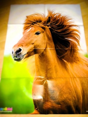 84x59 Poster ISLÄNDER ISI GANGPFERD PFERD FOHLEN TIERE Kinder MEDIZINI 10-2021