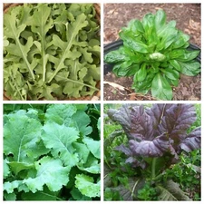 Organic Leafy Greens Mix 400 seeds * Great for a winter crop * 4 kinds- FREE S/H