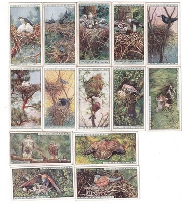 13 Vintage Bird Painting Cards from 1925 Jays Rooks Hobby Sparrow-Hawk Kestrel