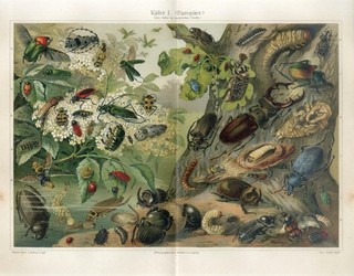 1895 CARDINAL BEETLE TORTOISE BEETLE LONGHORN BEETLE GREEN TIGER BEETLE Print